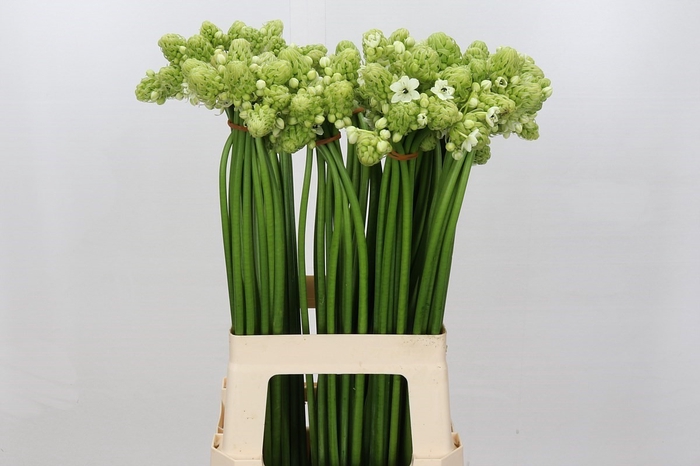 Ornithogalum Saundersiae