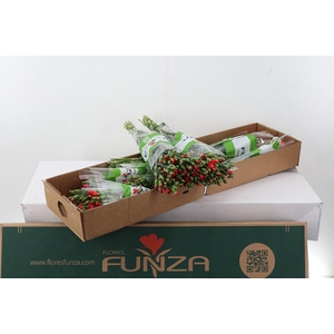 Di Solomio Clif x20 Box