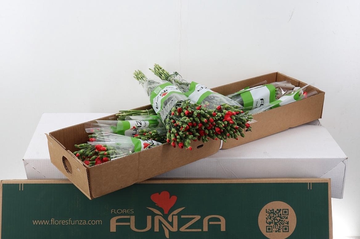 <h4>Di Solomio Clif x20 Box</h4>