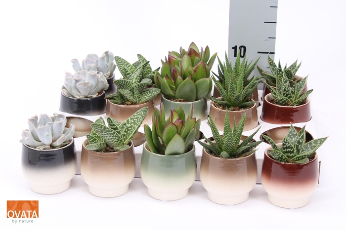 <h4>SUCC GEM 5 SRT</h4>