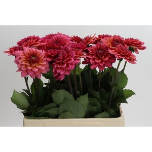 Dahlia Salmon Runner