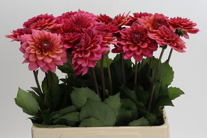 Dahlia Salmon Runner