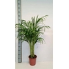 arr8 Dypsis Lutescens