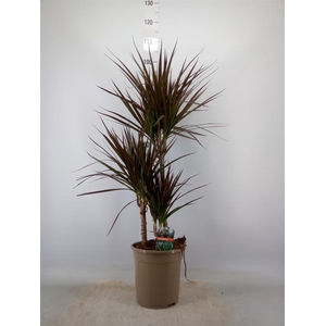 Dracaena marg. 'Magenta'