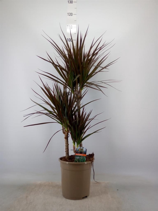 <h4>Dracaena marg. 'Magenta'</h4>