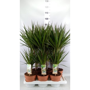 Dracaena marg.