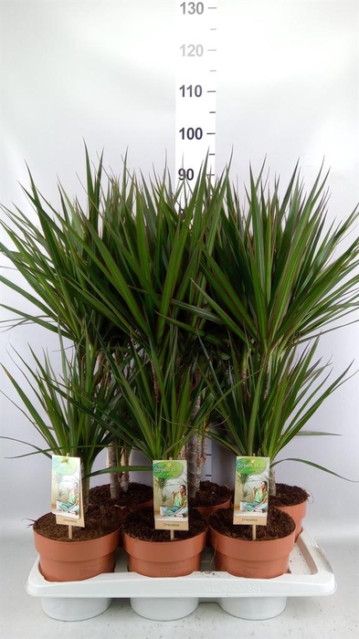 <h4>Dracaena marg.</h4>