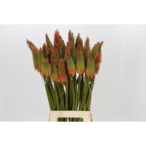Kniphofia  'Alcazar'
