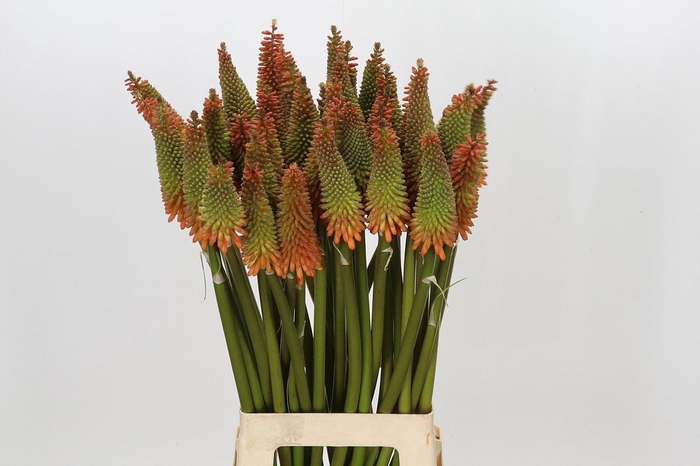 <h4>KNIPHOFIA ALCAZAR KNIPHOFIA ALCAZAR</h4>