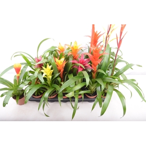 BROMELIA GEM 15 SRT