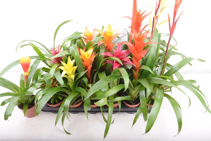 <h4>BROMELIA GEM 15 SRT</h4>