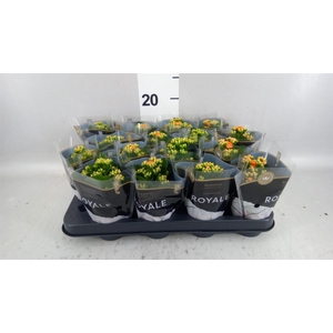 Kalanchoe blos. 'RosDon Pedro'
