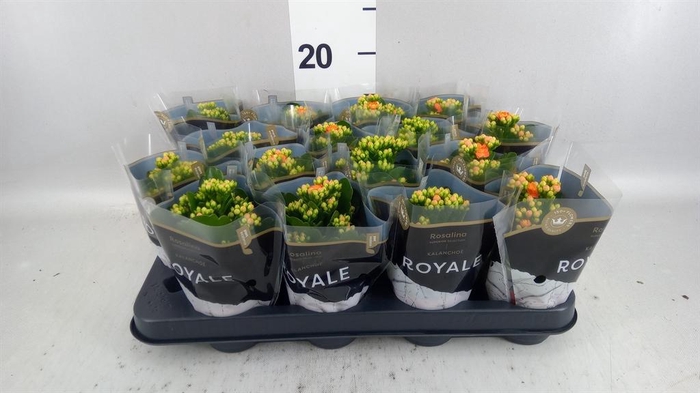 <h4>Kalanchoe blos. 'RosDon Pedro'</h4>