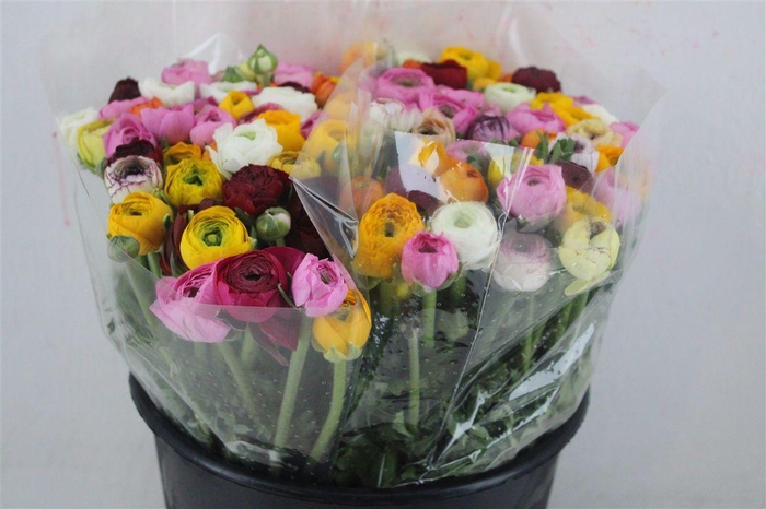 <h4>Ran Elegance Mixed</h4>