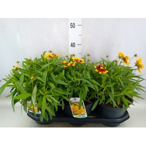 Coreopsis   ...