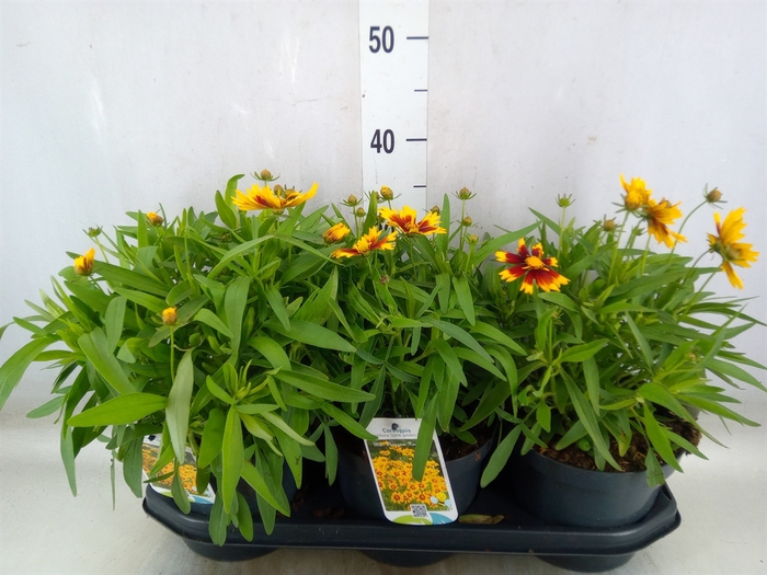 <h4>Coreopsis   ...</h4>