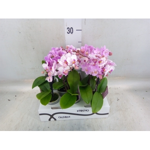 Phalaenopsis   ...mini
