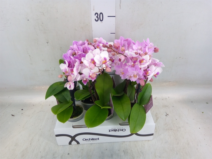 <h4>Phalaenopsis   ...mini</h4>