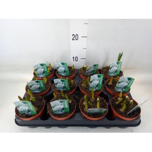 Puschkinia scilloides