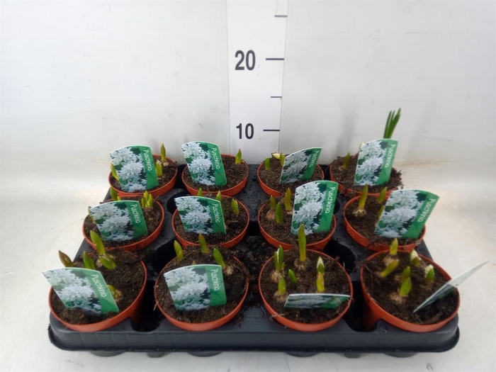 <h4>Puschkinia scilloides</h4>