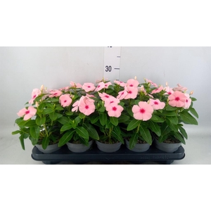 Catharanthus ros. 'Titan-Ium Blush'