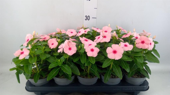 <h4>Catharanthus ros. 'Titan-Ium Blush'</h4>