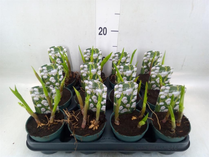 <h4>Convallaria majalis</h4>