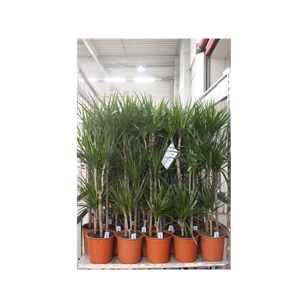 <h4>Dra Marginata 75-45-15 Cm</h4>