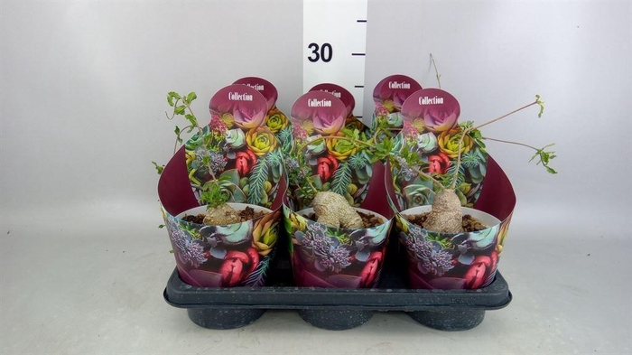 <h4>Cactus   ...</h4>