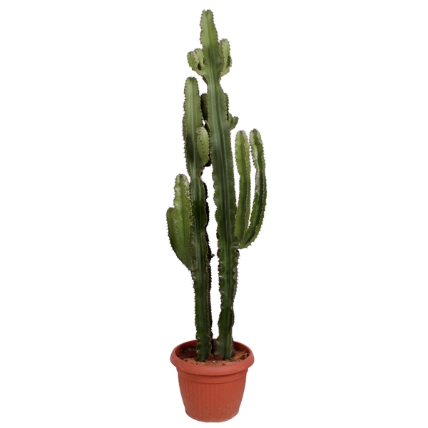 <h4>Euphorbia Erytrea 40 cm</h4>