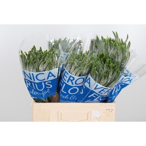 Veronica Caya Wit Spray