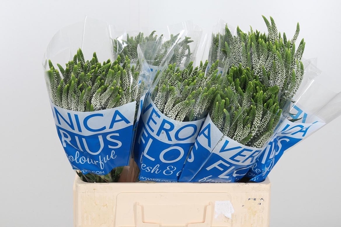 <h4>Veronica Caya Wit Spray</h4>