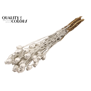 Papaver per bunch Platina