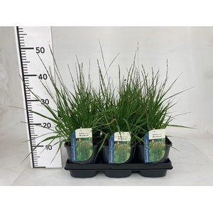 Molinia caerulea 'Moorhexe'