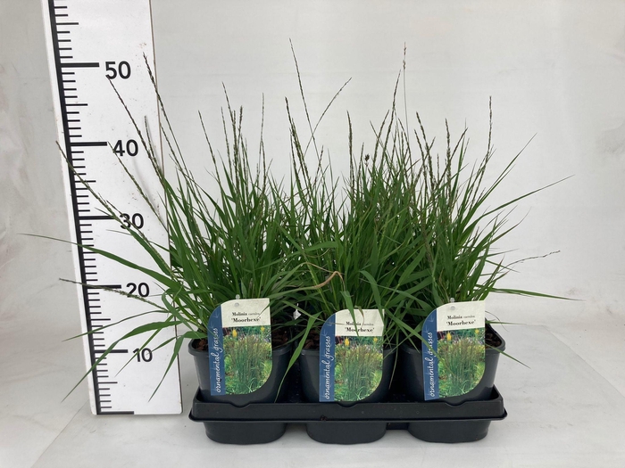 <h4>Molinia caerulea 'Moorhexe'</h4>