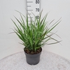 Panicum virgatum Squaw