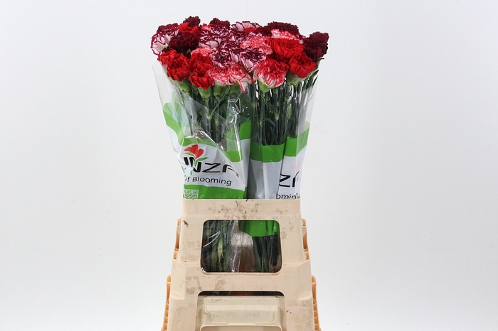 <h4>Di St Rainbow Red</h4>