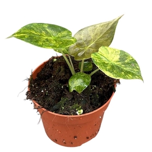 Alocasia Overig Wentii Aurea