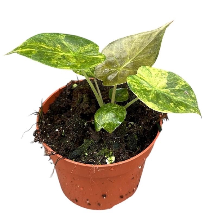 <h4>Alocasia Overig Wentii Aurea</h4>