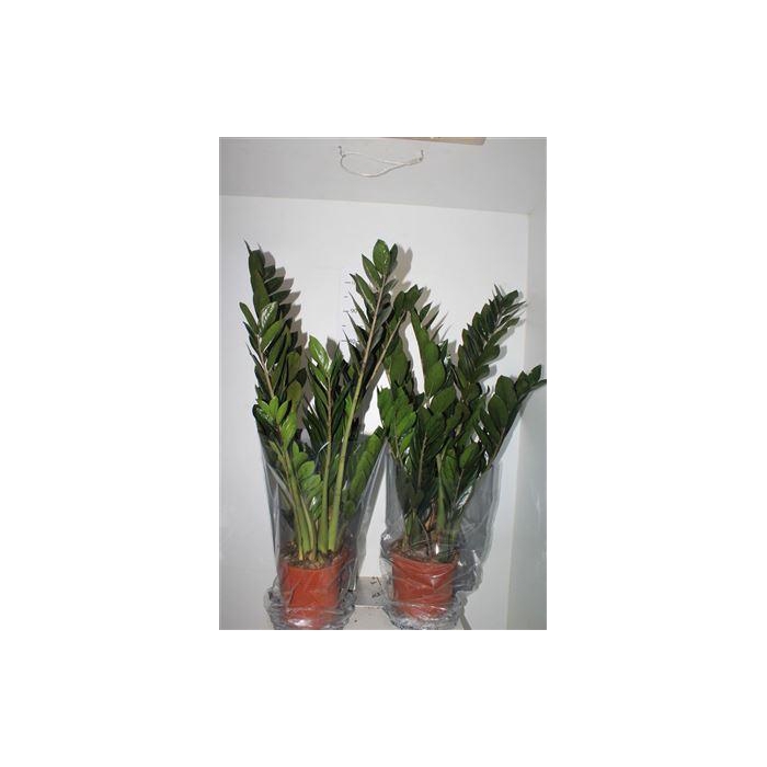 <h4>Zamio Super Nova 10+</h4>