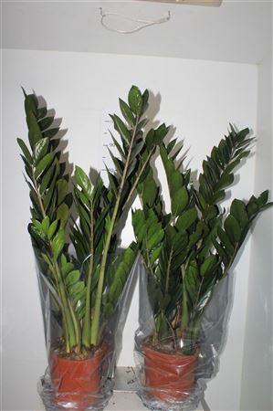 ** Zamio Super Nova 12+ * Winter Promo *