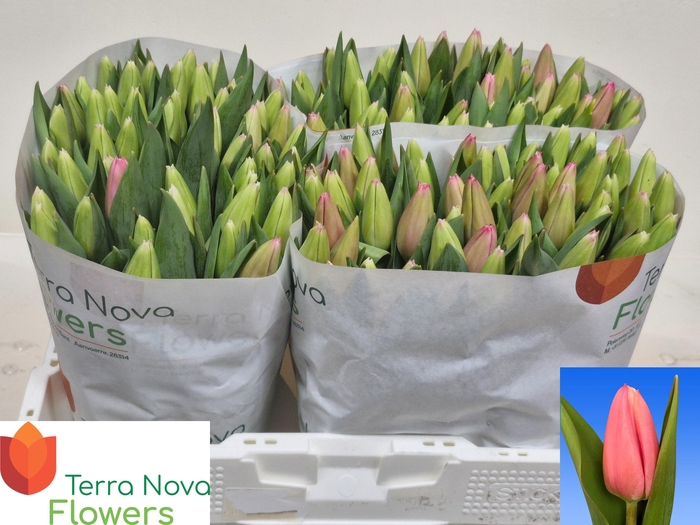 <h4>TU EN MILKSHAKE</h4>