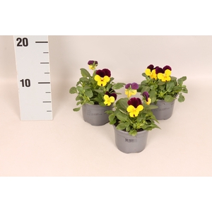 Viola cornuta F1 Yellow with Purple wing