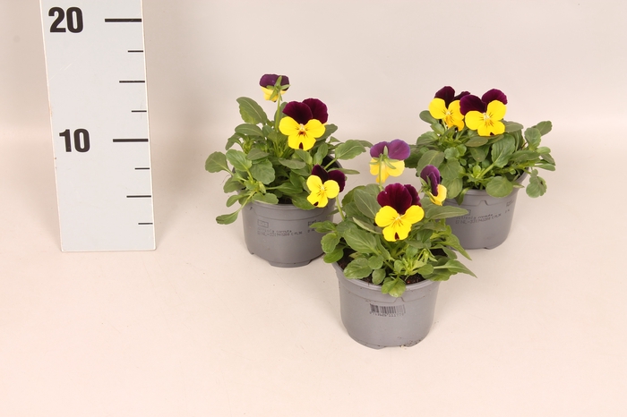 <h4>Viola cornuta F1 Yellow with Purple wing</h4>