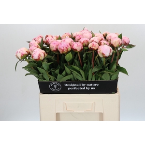 Paeonia Sarah Bernhardt