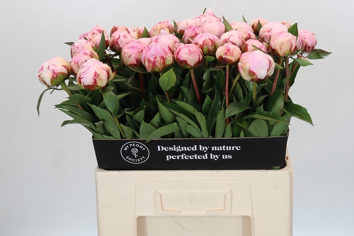 <h4>Paeonia Sarah Bernhardt</h4>