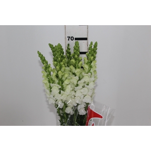 B. DE L MONACO WHITE 070 CM