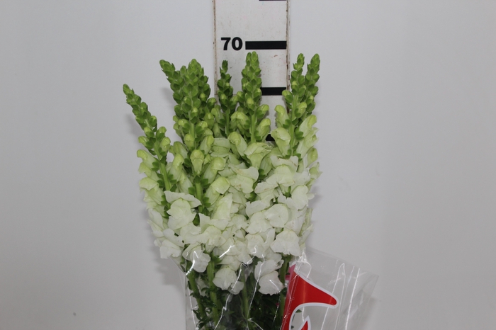 <h4>B. DE L MONACO WHITE 070 CM</h4>