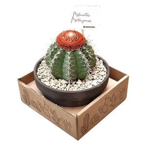 MELOCACTUS MATANZANUS - TERRACOTTA BOWL Ø 15 IN CARDBOARD BOX 15X15 CM (CACTUS)