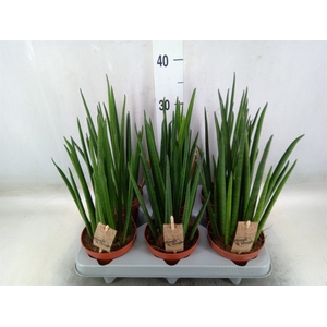 Sansevieria bacularis